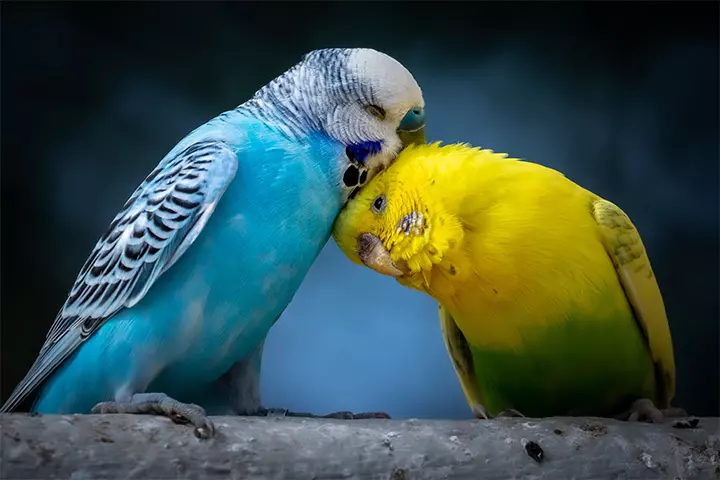 Two birds in love 