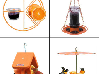 11 Best Oriole Bird Feeders For Nectar, Jelly And Fruit In 2022