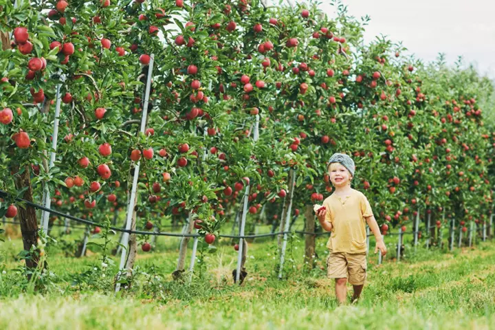 Visit an apple orchard with your child