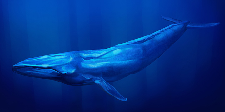 Blue whale facts for kids