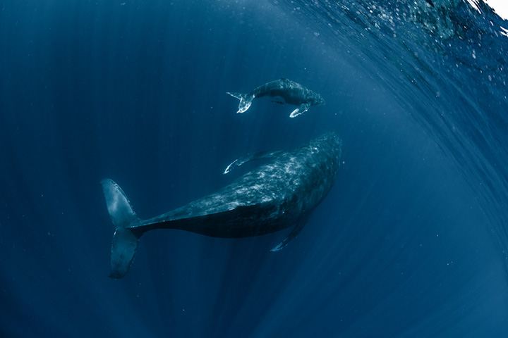 Facts About Humpback Whales