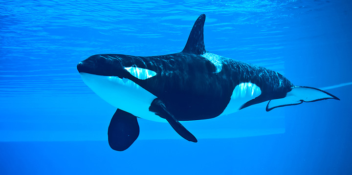 Facts About Killer Whales