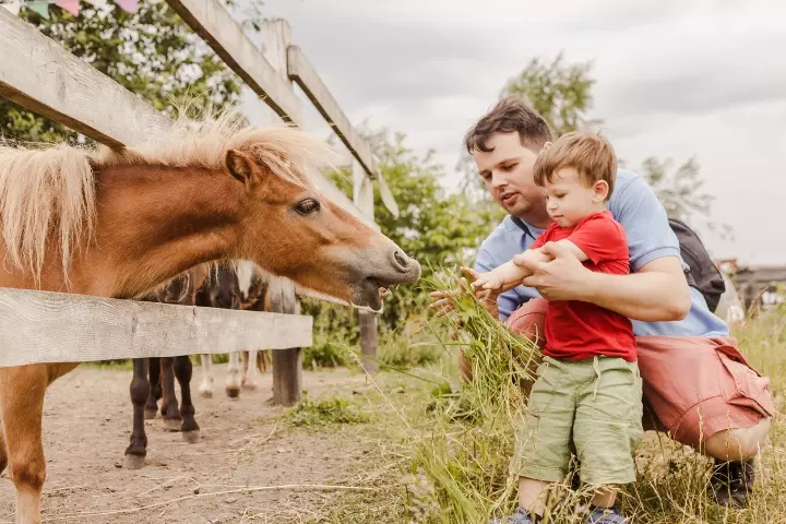 Have a fun outing at a farm