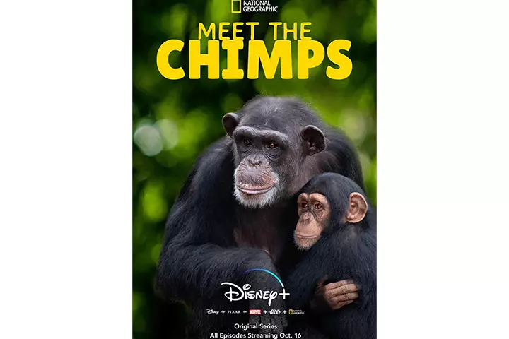 Meet the Chimps