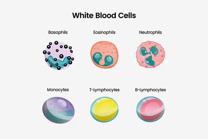 Role Of WBC In Pregnancy