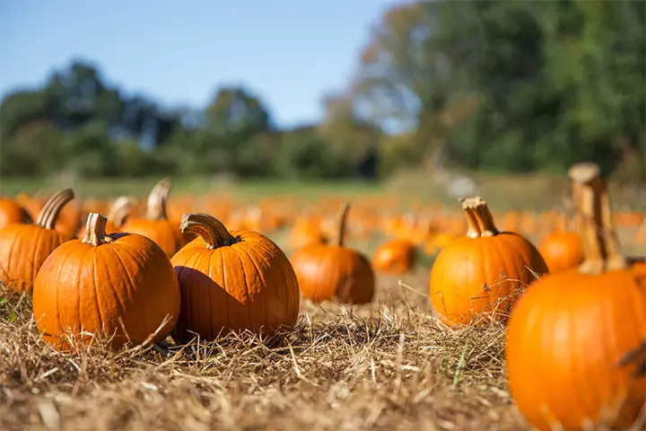 Visit a pumpkin patch outdoor activity for kids