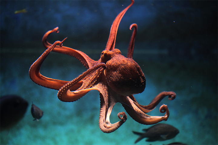 Octopuses have three hearts, Science facts for kids