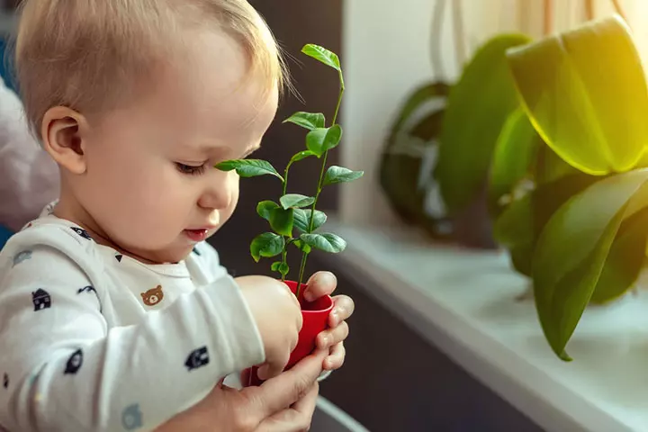 House Plants