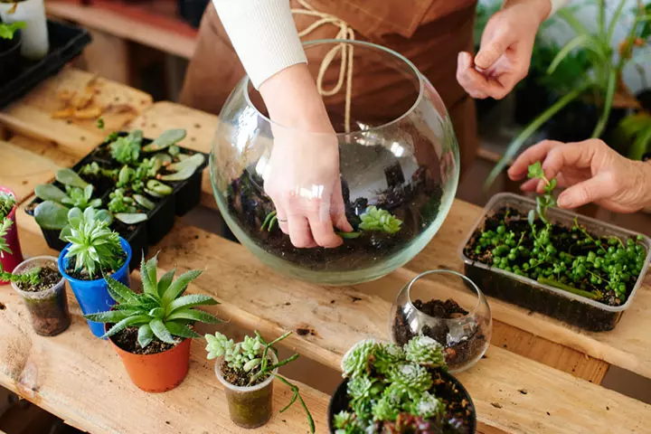 The Leprechaun Terrarium