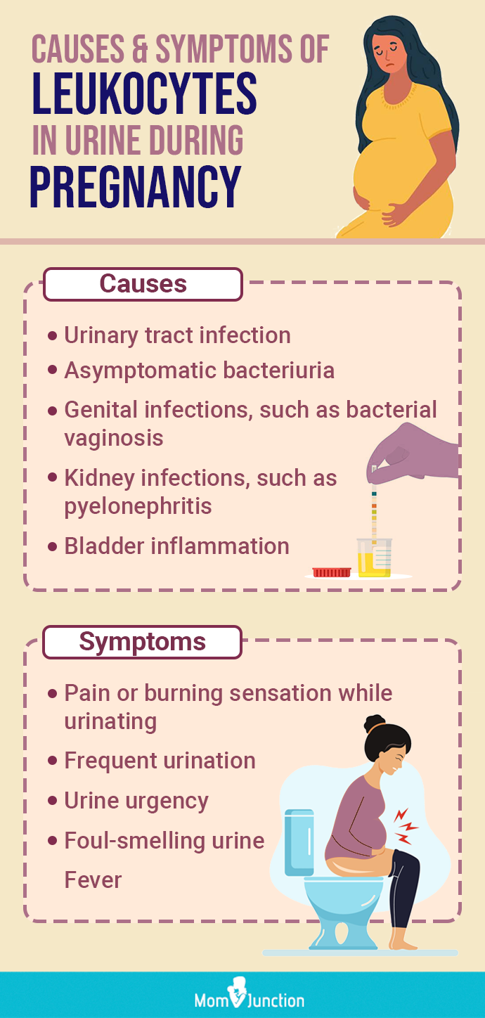 causes and symptoms of leukocytes in urine during pregnancy (infographic)