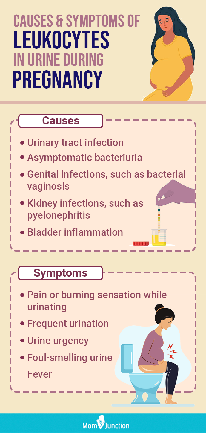 Leukocytes In Urine During Pregnancy Causes And Treatment 5338