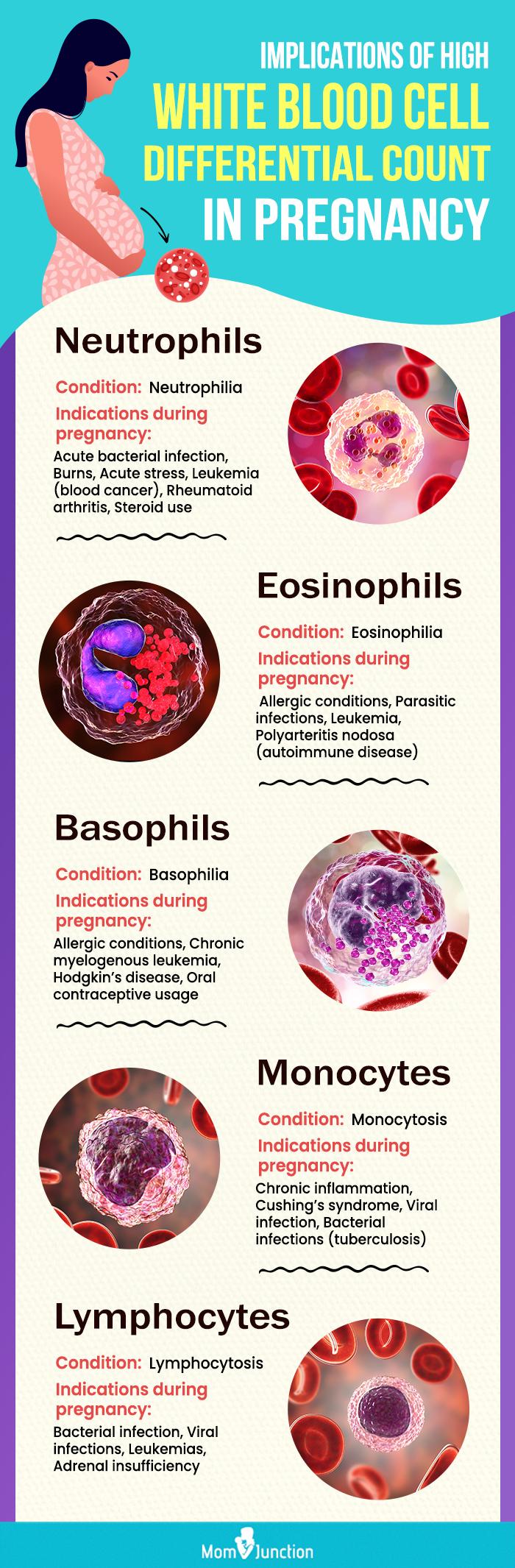 Blood Test Wbc High Pregnancy