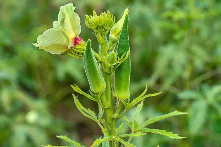 Okra during pregnancy is good to eat 