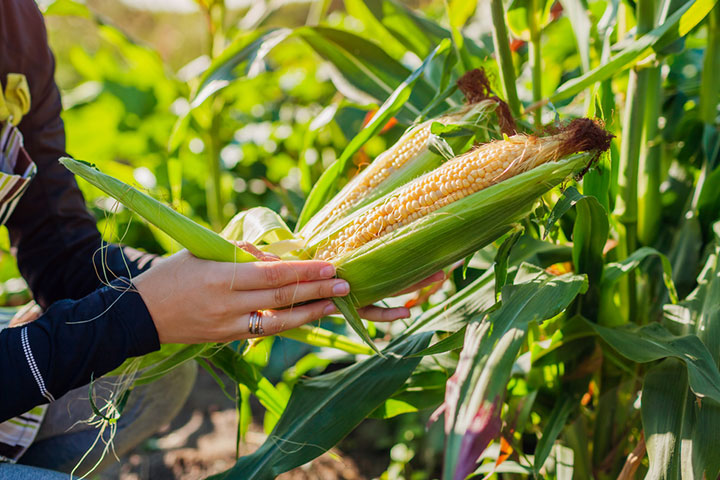 Picking the best fresh corn for pregnancy