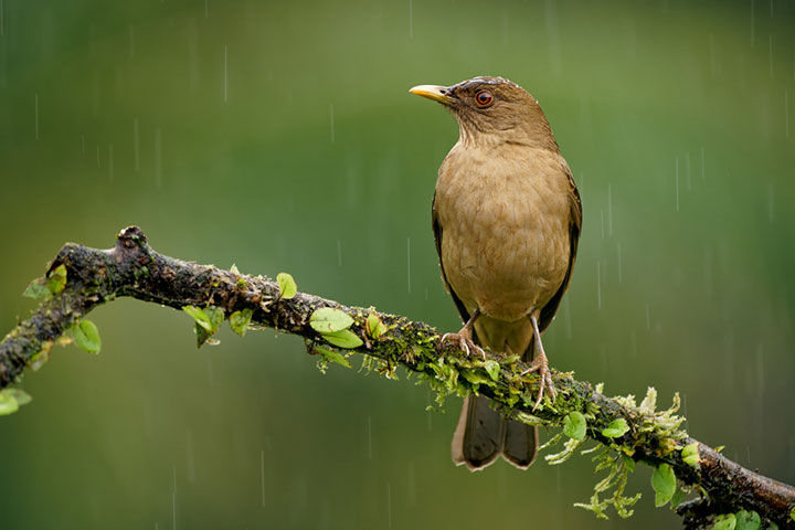 The Summer Shower: rain poems for kids