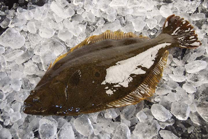 A halibut is a type of flatfish and belongs to the family Pleuronectidae. 