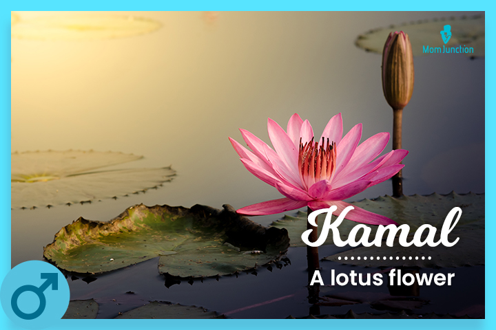 Kamal: A lotus flower