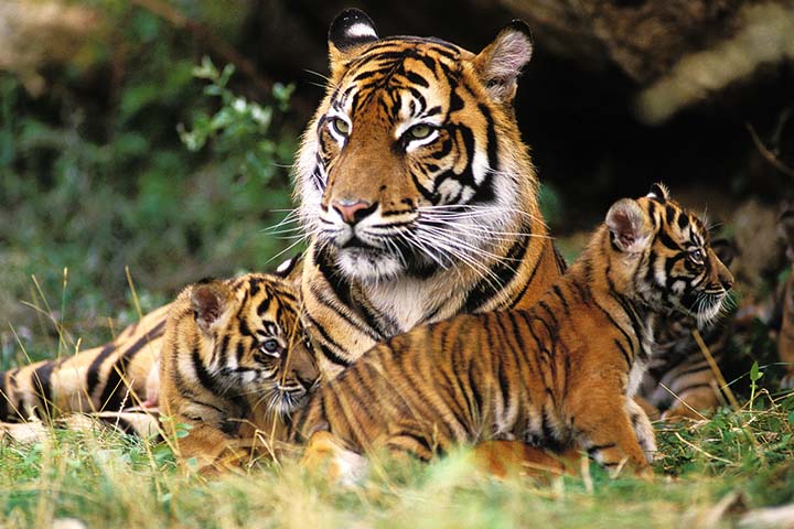A mother tiger typically gives birth to twins or triplets.