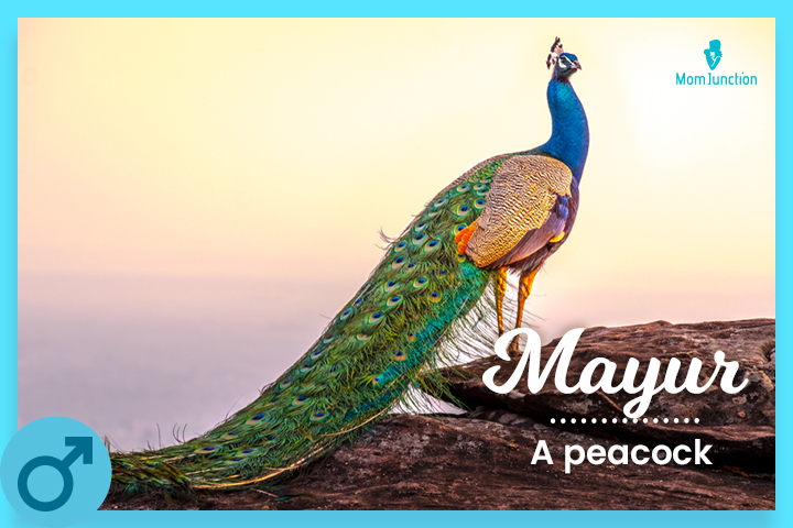Mayur: A peacock