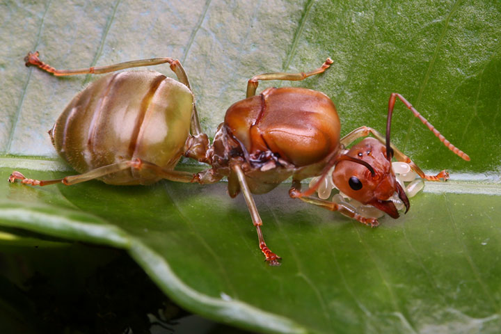 A queen ant can live for around two to 20 years. 