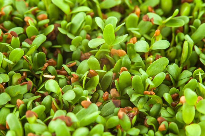 Alfalfa herb is a galactagogue