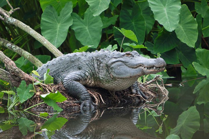 Alligator Mississippians has been chosen as the state reptile
