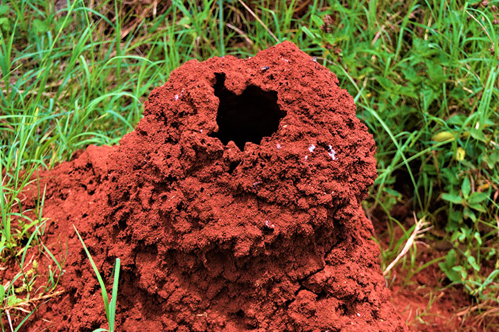Ants build their nests with grains of dust and sand.