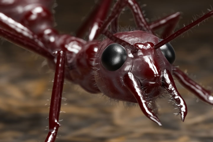 Ants have an excellent vision because they have compound eyes.