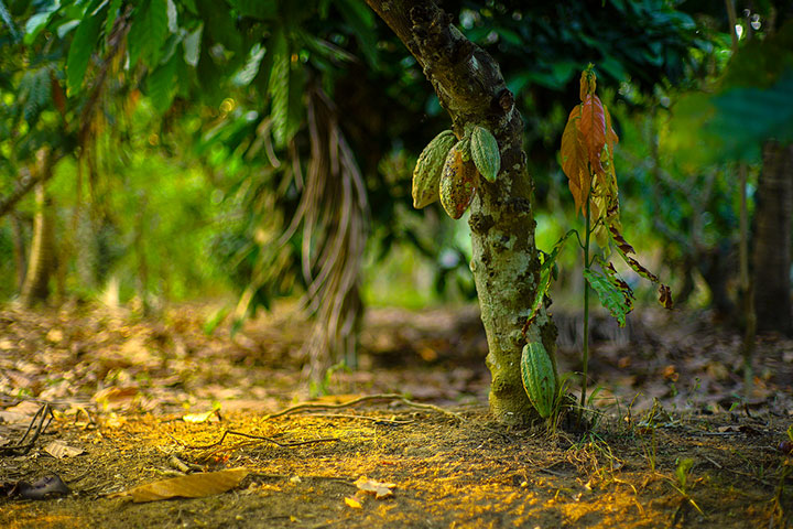 Cacao tree produces around 2,000 pods a year