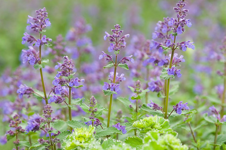 Catnip herb can be used to make tea for toddlers 