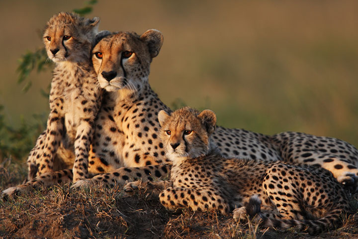 Cheetahs usually live much longer than other wild cats