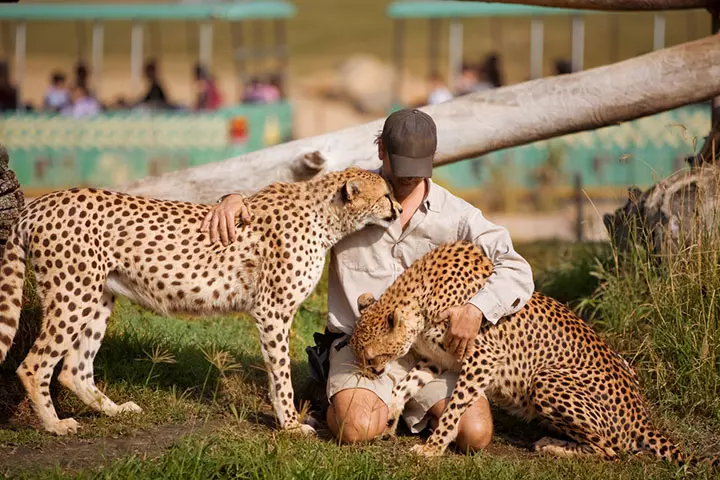 Cheetahs were once kept as pets