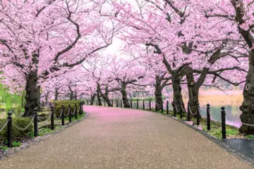 Cherry blossom, spring poems for kids