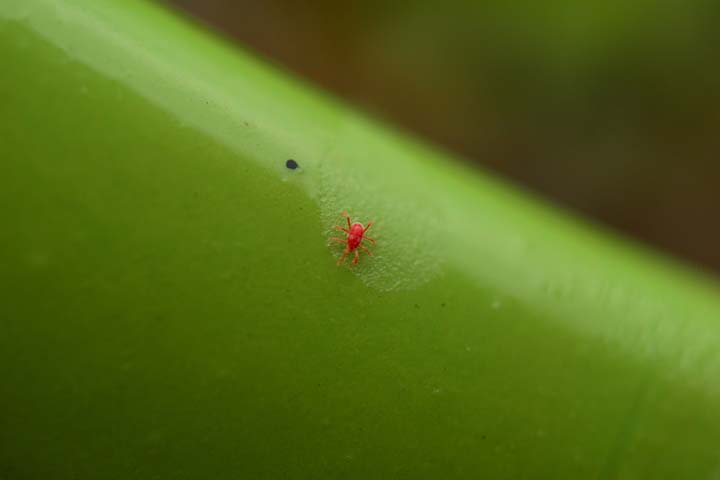 Chiggers dwell on plants and grass 
