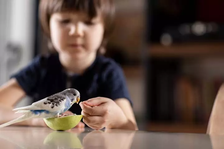 Children with pet birds are at a higher risk of developing salmonella