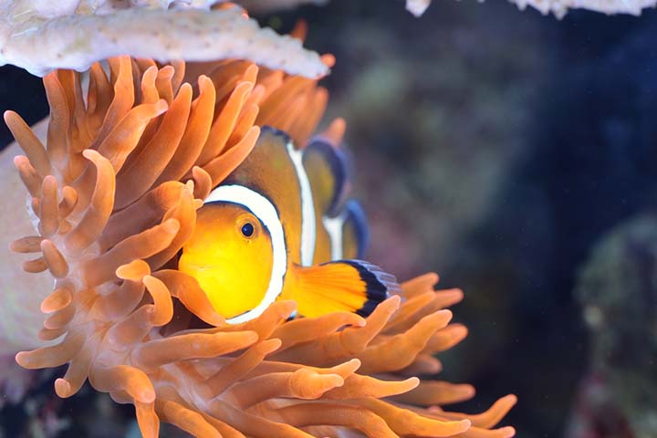 Clownfish eats plants and animals