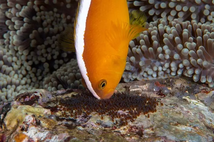 Clownfish migrate to deeper water during the winter season 