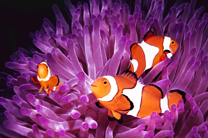 Clownfish's stripes and bouncing movements