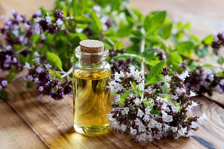 Dietary use of oil of oregano when pregnant is food for immunity