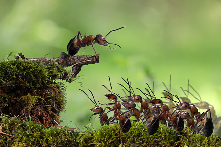 Each colony consists of a queen, drones, and soldier ants. 