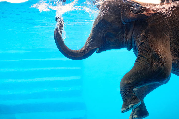 Elephants know how to swim