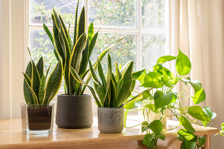 Green plants for gifting