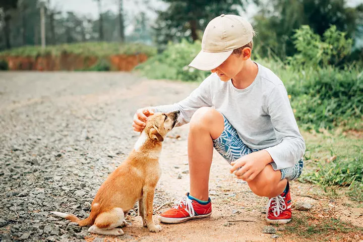 Handling Stray Animals
