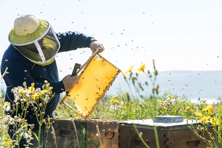 My boyfriend started a bee farm