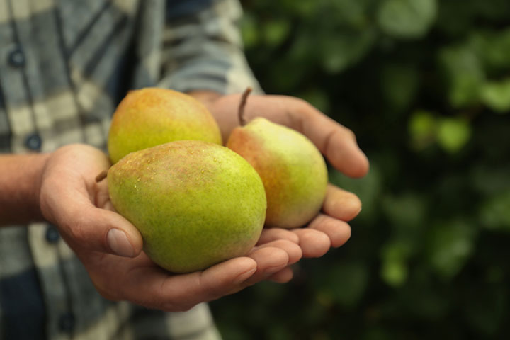 Pears contain high amounts of folic acid