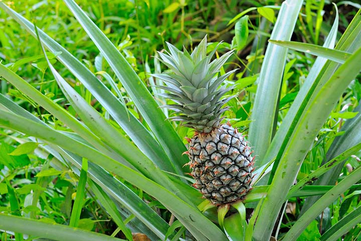 Pineapple plants take two years to grow