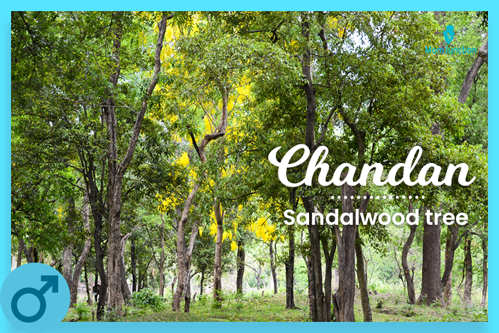 Chandan: Sandalwood tree