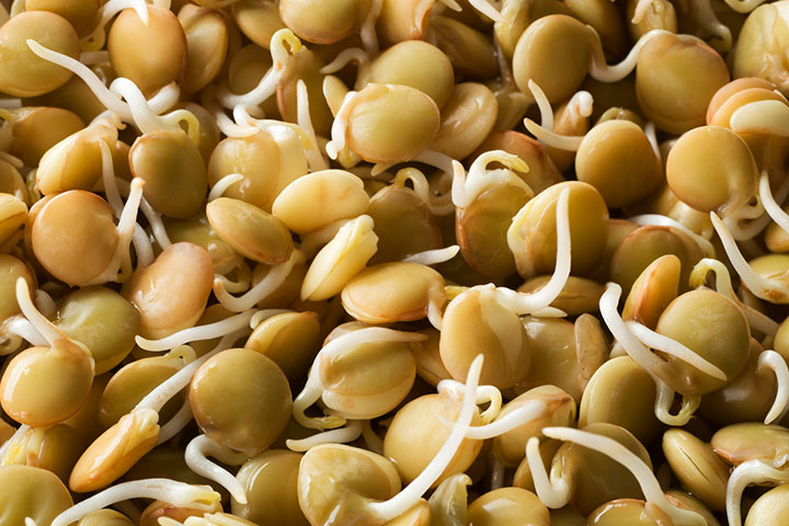 Sprouted soybeans help inactivate antinutrients