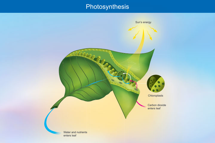 The connection between light and photosynthesis