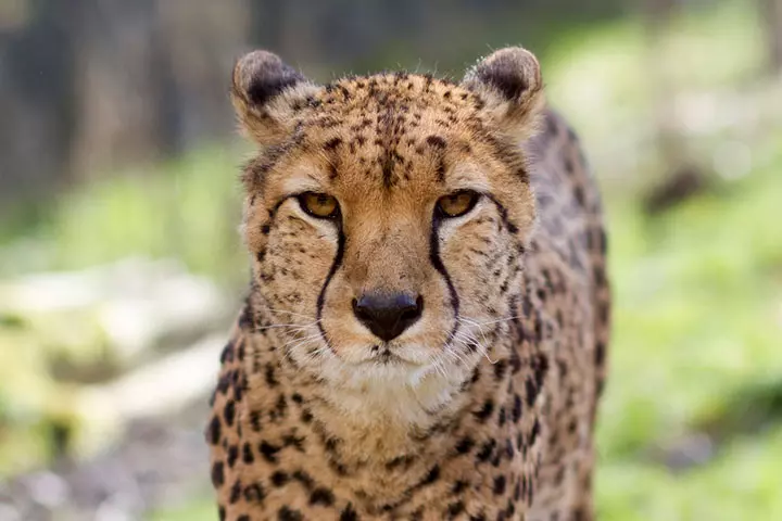 The long black lines protect cheetahs from the sun’s glare